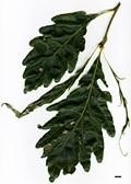 SpeciesSub: 'Laciniata Crispa'